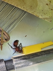 Dasymutilla nigripes