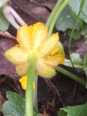 Ranunculus polyanthemos