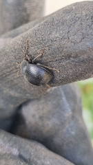 Accanthopus velikensis