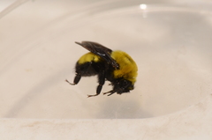 Bombus morrisoni