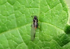 Periphyllus testudinaceus