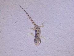 Tenuidactylus caspius