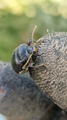Accanthopus velikensis