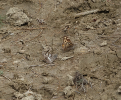 Hipparchia pellucida