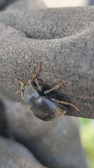 Accanthopus velikensis