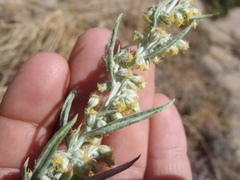 Artemisia ludoviciana
