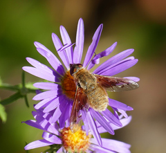 Chrysanthrax edititius