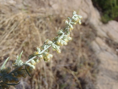 Artemisia ludoviciana