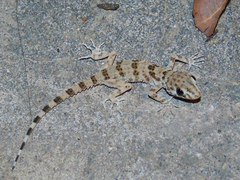 Tenuidactylus caspius