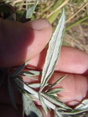 Artemisia ludoviciana