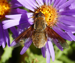Chrysanthrax edititius