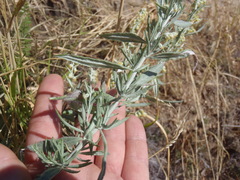 Artemisia ludoviciana