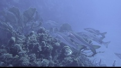 Centropomus undecimalis