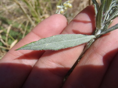 Artemisia ludoviciana