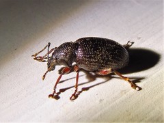 Otiorhynchus cribricollis