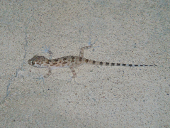 Tenuidactylus caspius