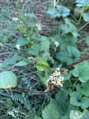 Fagopyrum esculentum