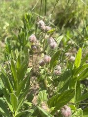 Hermannia grandistipula