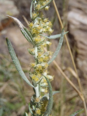 Artemisia ludoviciana
