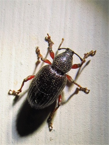 Weevil