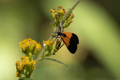 Lycomorpha pholus