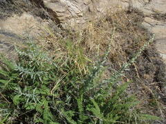 Artemisia ludoviciana