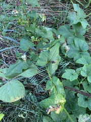 Fagopyrum esculentum