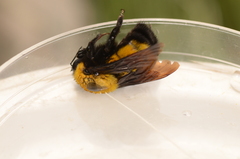 Bombus morrisoni