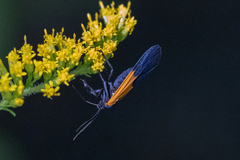 Lycomorpha pholus