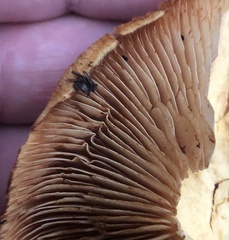 Gymnopilus