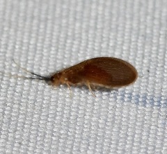 Sisyra apicalis