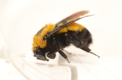 Bombus morrisoni