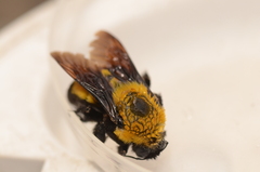 Bombus morrisoni