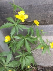 Ranunculus polyanthemos