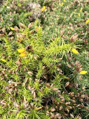 Ulex gallii