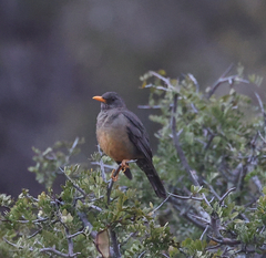 Turdus smithi