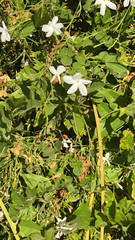 Jasminum polyanthum