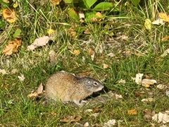 Poliocitellus franklinii