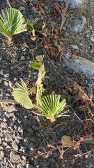 Washingtonia robusta