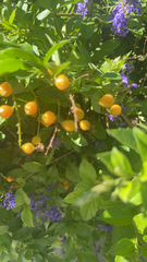 Duranta erecta