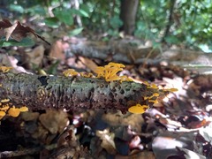 Favolaschia claudopus