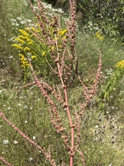 Rumex pulcher