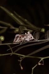 Cornutiplusia circumflexa