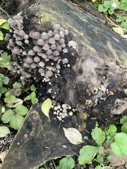 Coprinellus disseminatus