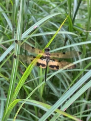 Rhyothemis variegata