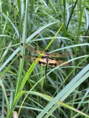 Rhyothemis variegata