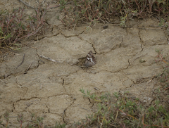 Hipparchia pellucida