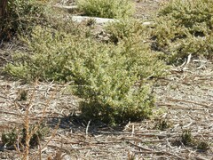 Carduus pycnocephalus