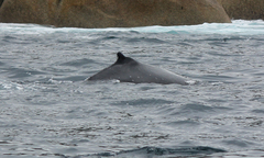 Megaptera novaeangliae australis