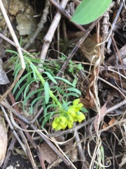 Euphorbia esula